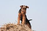 WELSH TERRIER 087